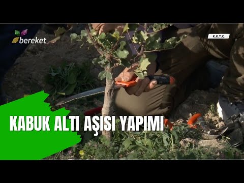 Uygulamalı Kabuk Altı Aşısı Yapımı