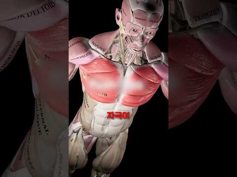 푸시업 효율 3배 늘리는 방법