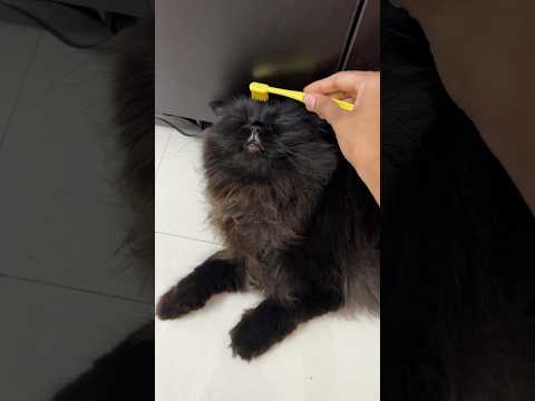 Tooth brush se mummy ki yaad anti hai 😂😂 #cat #catlover #youtubeshorts