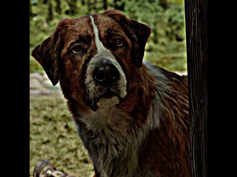 The Dog Saved His Owner From Water🥶🔥The Call Of The Wild | Fragment (slowed) Edit..#shorts #ytshorts
