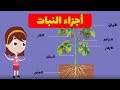Understanding Plant Parts and Functions