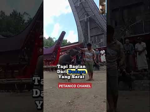 tradisi yang unik  di toraja#buffalo #shortvideo #shorts
