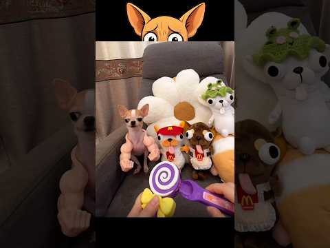 강아지 간식 시간 🍭 한 입씩 꿀꺽! 다음은 네 차례! 🤢 #치와와 #shortsfeed #더빙