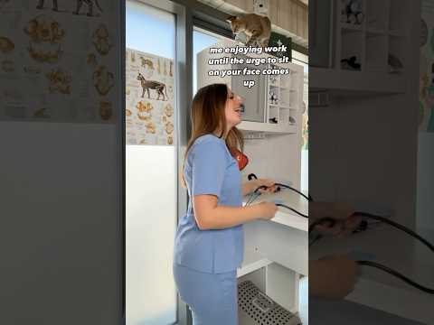 Cat is ready to be a seat #cat #shorts