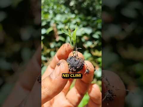 La soluzione alla desertificazione    🌱☀️🤔