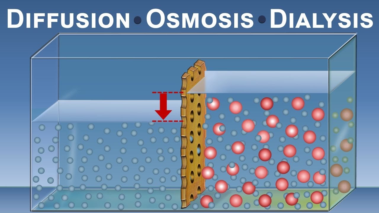 Diffusion Virtual Lab Answer Key: Unraveling the Mysteries of Molecular Movement