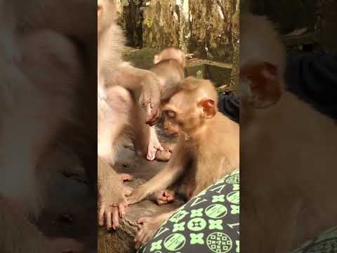 Live: Adorable Baby monkey with Mom KT 02-15-25