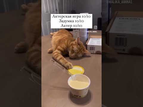 #рекомендации #юмор #прикол #котики #cat #catvideos #cats #catshorts #funny #funnycats #funnyshorts
