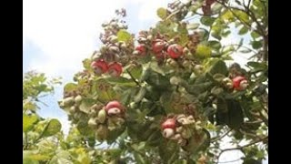 ideas for farming  #agriculture #viral #agro #diy #tools