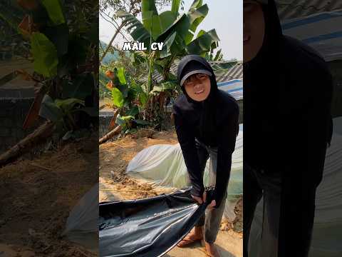 Em Quý xé toang con diều 4 mét | MAIL CV