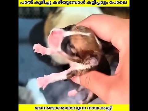 പാൽ കുടിച്ചതിനു ശേഷം അനങ്ങാതെയായ നായക്കുട്ടി | Ashik Uncovered | #shorts