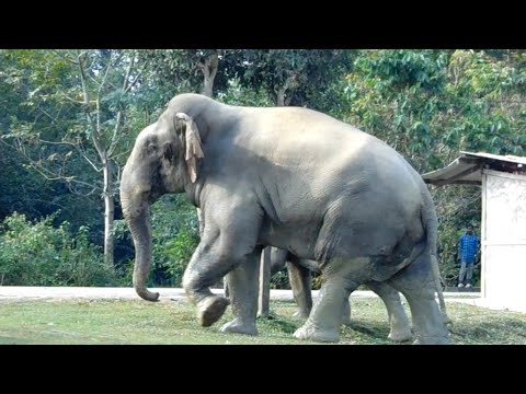 Human Elephants Conflict