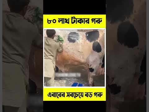 এবার হাঁটে ৮০ লাখ টাকার গরু #shortsfeed #trending