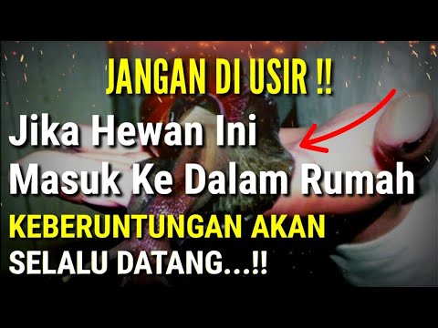 ANDA BERUNTUNG SEUMUR HIDUP !! Jika Ada 10 Hewan Ini Memasuki Rumah Anda | Arti Binatang Masuk Rumah