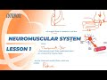 Neuromuscular System Functions and Mechanisms