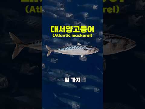 노르웨이산 고등어를 노르웨이 사람들은 안먹는다고?
