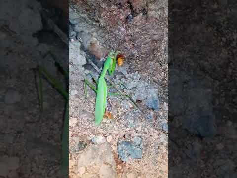 말벌 vs 왕사마귀 オオカマキリ vs モンスズメバチ European Hornet vs Praying Mantis