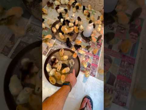 124 Chicks l￼ai for hatched Chintu?Aseel Kurak Murgi?hen brooding cycle Day 26 #pets #shor￼ts #hen