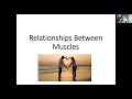 Muscle Functions and Actions