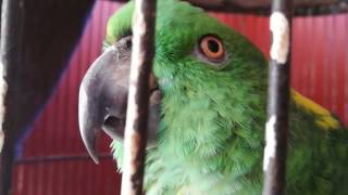 Un chocollito en Nicaragua