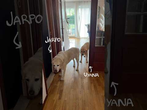 Lo que no sabías de la vida de los ciegos👨‍🦯‍➡️