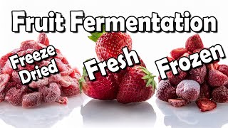 Fresh, Frozen or Freeze Dried Fruit for Fermentation? Find Out!