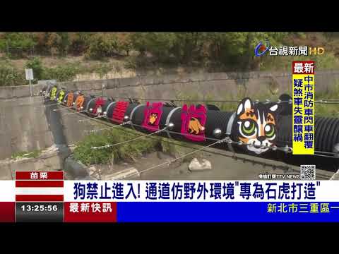 減少路殺！ 友善動物通道完工10天「石虎現蹤」 - YouTube