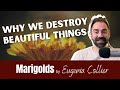 Themes and Symbols in 'Marigolds'