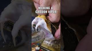 99% of People Don't Understand The Gaboon Viper! All They See Is Massive Fangs!