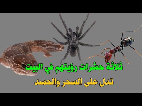 ثلاثة حشرات وجودهم في البيت يدل على السحر والحسد فأنقذوا بيوتكم !!