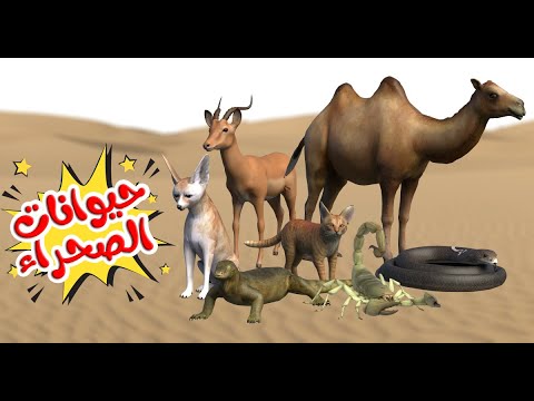 اغنية حيوانات الصحراء 🥳 | اغاني اطفال بون بون