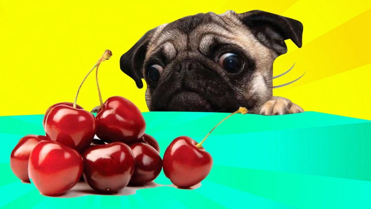 Can Dogs Eat Cherry Pits