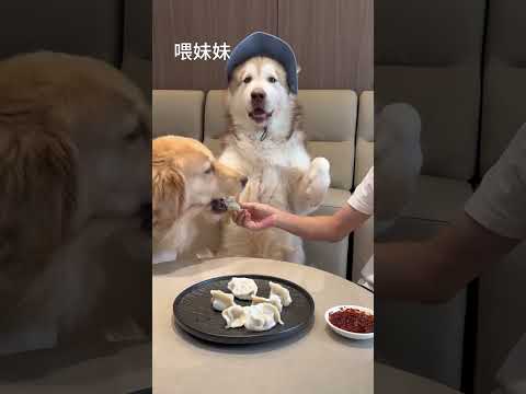 Dog: Accessible communication, come and show off your pet. 🪩 P1
