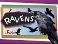 Ravens: Fascinating Facts and Features
