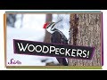 Woodpecker Behavior and Anatomy