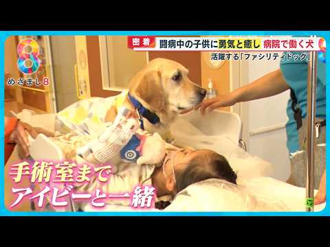 【密着】闘病中の子どもたちに“勇気と癒し”…病院で働く犬「ファシリティドッグ」とは?【めざまし8ニュース】