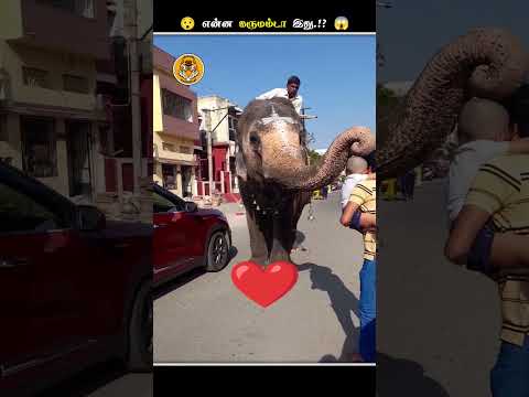 எதனால இப்படி யானைகளோட சாணத்தை சேகரிக்கிறாங்க.!? | Collecting Elephant Dung || Animal Voiceover Tamil