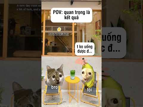 Anh em mình cứ thế thôi hẹ hẹ hẹ#shorts #funny #dongvat #memes #cat