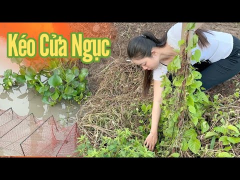 Cô Gái Quê ✅ Cùng Ba ra thăm 12 cửa ngục chạy nguyên bầy cá tra