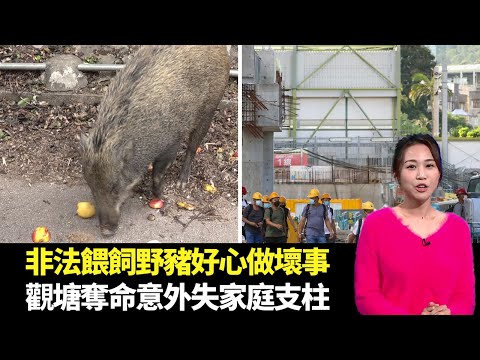 東張西望｜非法餵飼野豬好心做壞事｜觀塘工業奪命意外失家庭支柱｜朱凱婷 陳庭欣 區永權 朱智賢