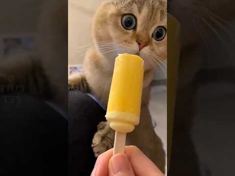 Tingkah kocak Kucing dengan kegagalannya #cat #kucinglucuterbaru #funny #pecintakucinglucu #catlover