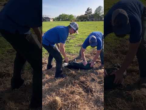 Live Birth | Massive Calf #live #birthday #cute #shorts