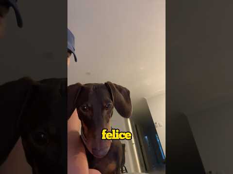 TUTTI HANNO RISO DI QUESTO POVERO CUCCIOLO💔😭