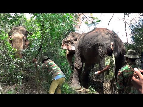 Can Modern Medicine Heal an Elephant’s Broken Leg ? #animals #medicine #elephant