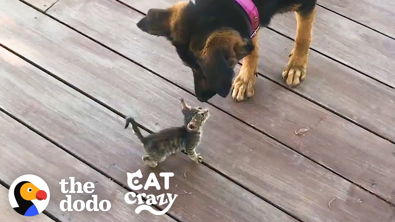 Stray Kitten Picks A Dog As Her Mom Cat Crazy