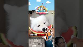 Evita darle estas frutas a tu perrito!! 🐶 ✨😱