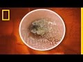 Surviving Jungle Parasites