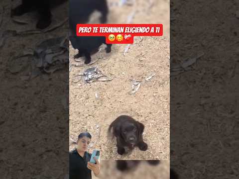 El adoptado fui yo 🥹❤️‍🩹 #perritos #cachorros #love #amor #adopcionanimal #emotivo #conmovedor