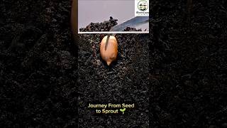 Journey From Seed to Sprout 🌱#timelapse #plants #sprout  #shorts