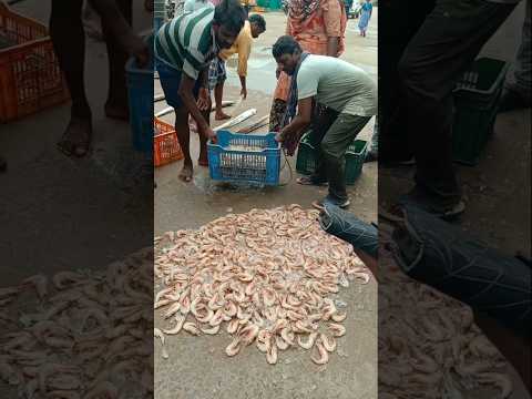 #Waite prawn #openauction #Rs.12000